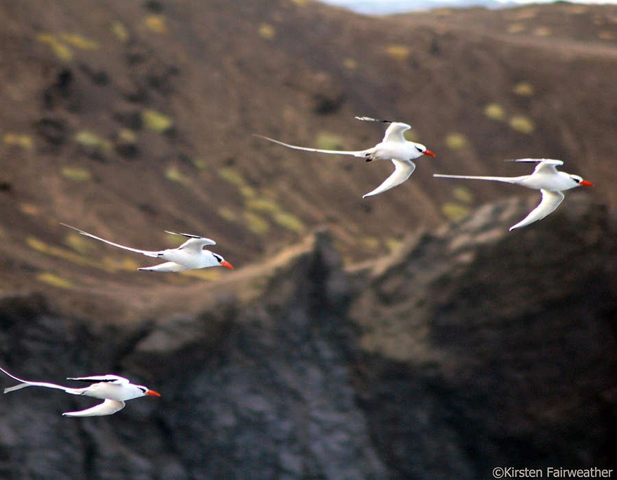 viajes a cabo verde avistamiento de aves blancas