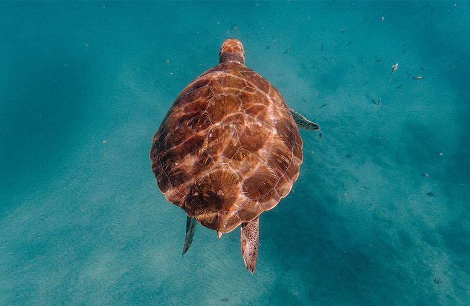 cabo verde destino turístico emergente tortuga, cap verd destinació turística emergent