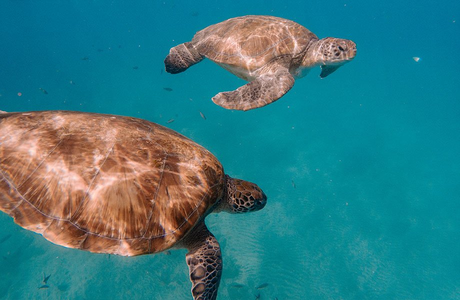 ir a cabo verde nadando entre tortugas