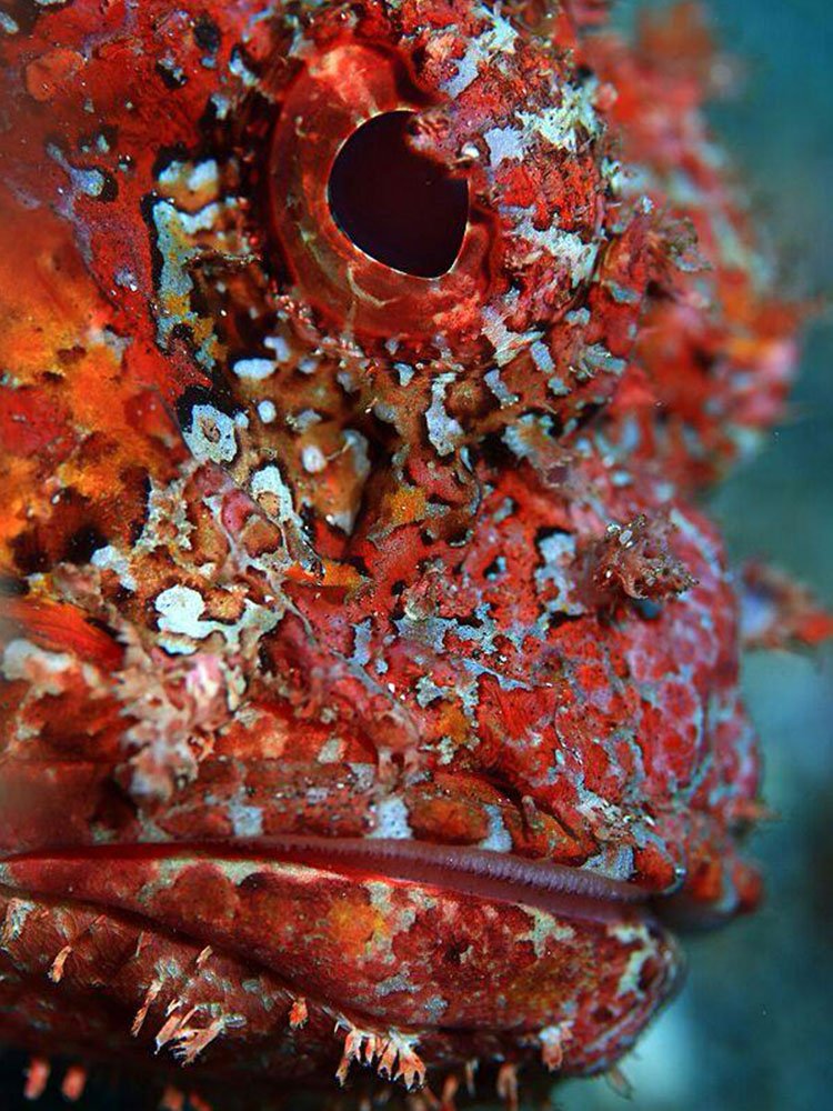 submarinismo en cabo verde pez